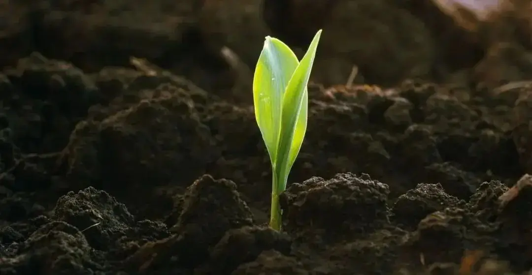 高考地理中的植被问题-第2张图片-四季读书网 高考地理中的植被问题-第2张图片-四季读书网