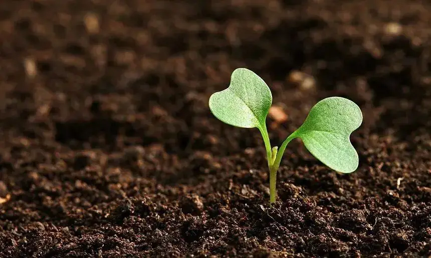 高考地理中的植被问题-第8张图片-四季读书网 高考地理中的植被问题-第8张图片-四季读书网