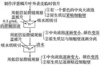 高考生物 | 生物学各类实验总结,必备!-第12张图片-四季读书网 高考生物 | 生物学各类实验总结,必备!-第12张图片-四季读书网