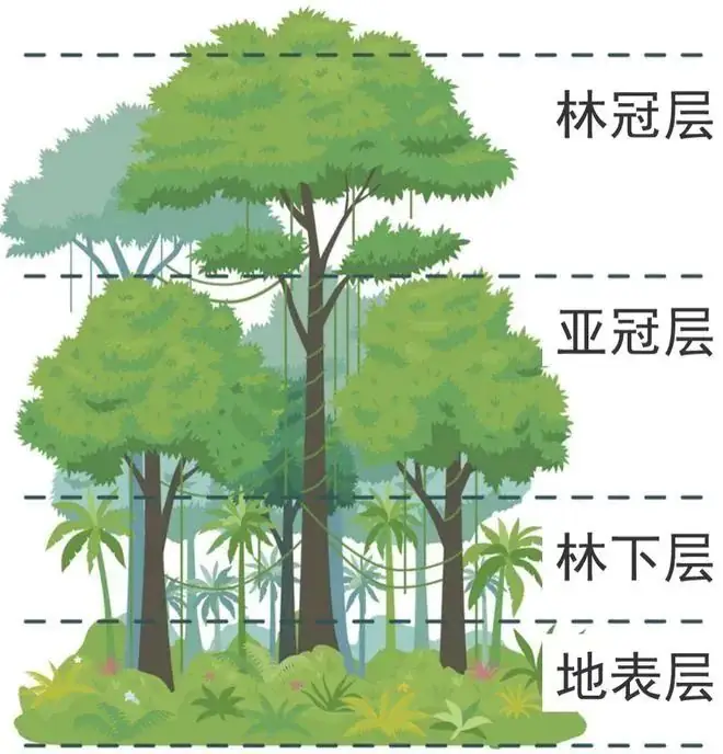 高考地理中的植被问题-第3张图片-四季读书网 高考地理中的植被问题-第3张图片-四季读书网
