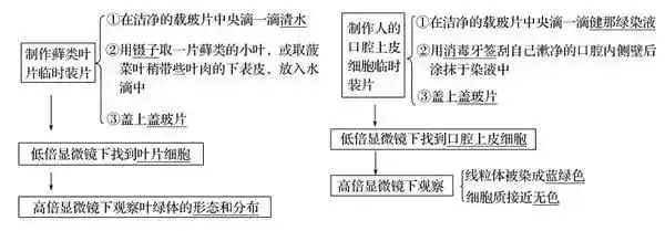 高考生物 | 生物学各类实验总结,必备!-第10张图片-四季读书网 高考生物 | 生物学各类实验总结,必备!-第10张图片-四季读书网