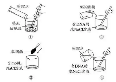 高考生物 | 生物学各类实验总结,必备!-第48张图片-四季读书网 高考生物 | 生物学各类实验总结,必备!-第48张图片-四季读书网