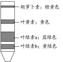 高考生物 | 生物学各类实验总结,必备!-第31张图片-四季读书网 高考生物 | 生物学各类实验总结,必备!-第31张图片-四季读书网