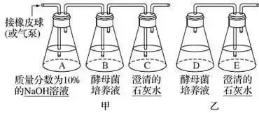 高考生物 | 生物学各类实验总结,必备!-第25张图片-四季读书网 高考生物 | 生物学各类实验总结,必备!-第25张图片-四季读书网