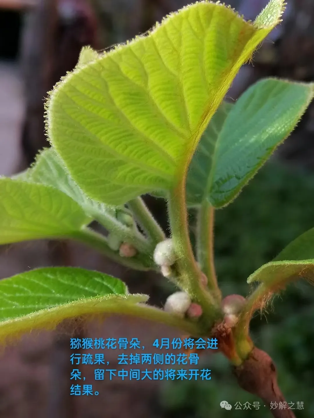 高三数学二轮复习:立足教材 面向高考——一类定值定点问题解法探究成-第30张图片-四季读书网 高三数学二轮复习:立足教材 面向高考——一类定值定点问题解法探究成-第30张图片-四季读书网