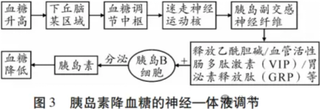 高考热点素材:血糖调节机制-第4张图片-四季读书网