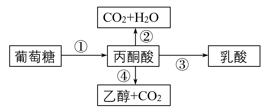 【高考真题】2011年海南卷生物试题-第1张图片-四季读书网 【高考真题】2011年海南卷生物试题-第1张图片-四季读书网