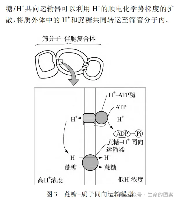 一道“蔗糖”高考题引发的思考-第9张图片-四季读书网
