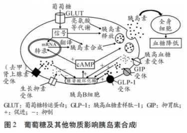 高考热点素材:血糖调节机制-第3张图片-四季读书网