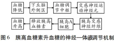 高考热点素材:血糖调节机制-第7张图片-四季读书网