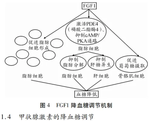 高考热点素材:血糖调节机制-第5张图片-四季读书网