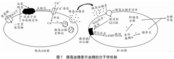 高考热点素材:血糖调节机制-第6张图片-四季读书网