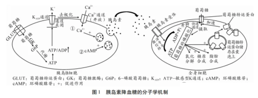 高考热点素材:血糖调节机制-第2张图片-四季读书网