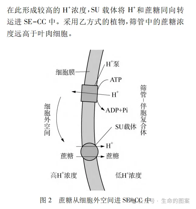一道“蔗糖”高考题引发的思考-第4张图片-四季读书网