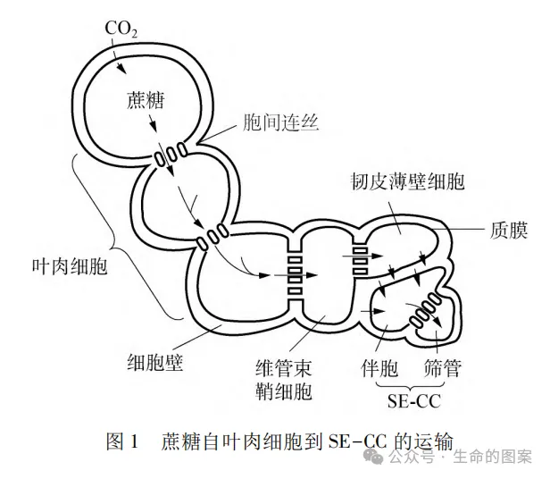 一道“蔗糖”高考题引发的思考-第3张图片-四季读书网