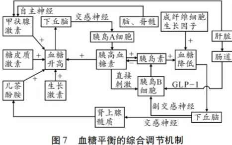 高考热点素材:血糖调节机制-第8张图片-四季读书网