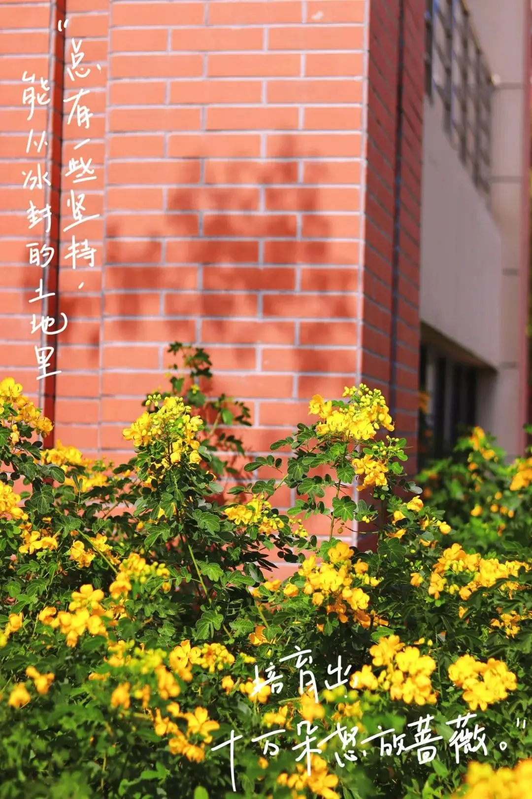 高考加油|福信人的祝福:笔锋所至,成就心之所向!祝,一切顺顺顺! 第6张 高考加油|福信人的祝福:笔锋所至,成就心之所向!祝,一切顺顺顺! 第6张