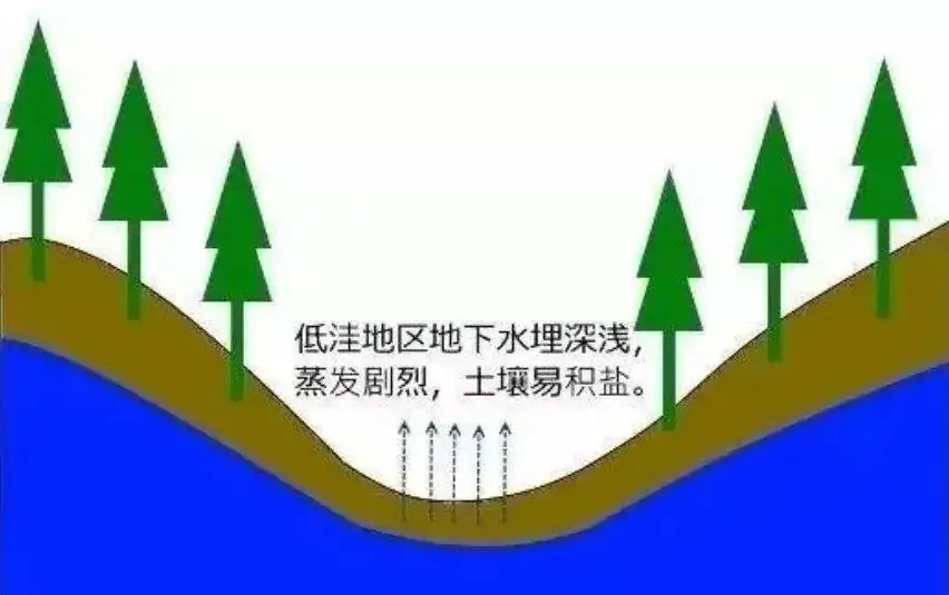 高考地理中的土壤盐碱化! 第3张