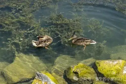 高考物理大神王春阳抖音成人自考物理培训力学上下电学高中物理 wpq-第4张图片-四季读书网