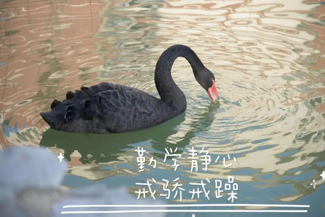 高考倒计时五十天 | 春风得意马蹄疾,一日看尽巢院“花”-第6张图片-四季读书网 高考倒计时五十天 | 春风得意马蹄疾,一日看尽巢院“花”-第6张图片-四季读书网
