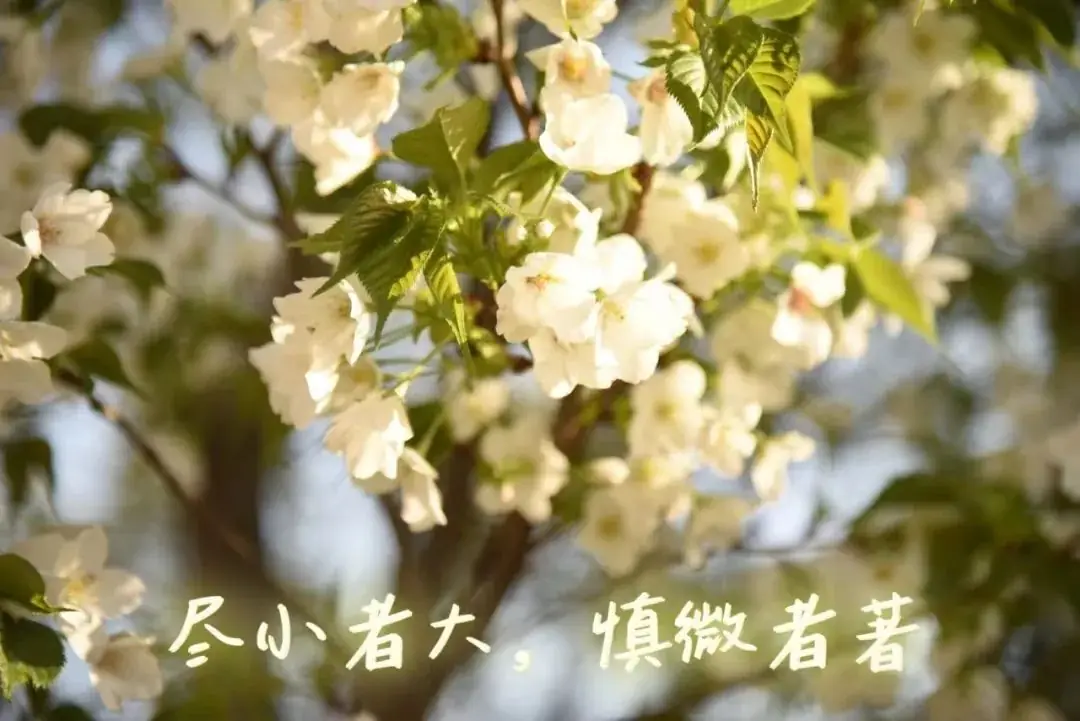 高考倒计时五十天 | 春风得意马蹄疾,一日看尽巢院“花”-第4张图片-四季读书网 高考倒计时五十天 | 春风得意马蹄疾,一日看尽巢院“花”-第4张图片-四季读书网