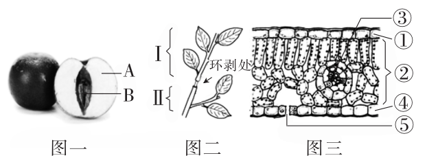 中考魔方丨生物·绿色植物的光合作用和呼吸作用-第5张图片-四季读书网 中考魔方丨生物·绿色植物的光合作用和呼吸作用-第5张图片-四季读书网