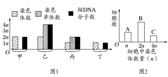 高考生物 | 减数分裂知识点总结!-第8张图片-四季读书网 高考生物 | 减数分裂知识点总结!-第8张图片-四季读书网