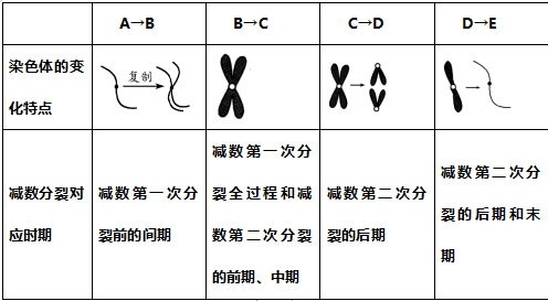 高考生物 | 减数分裂知识点总结!-第7张图片-四季读书网 高考生物 | 减数分裂知识点总结!-第7张图片-四季读书网