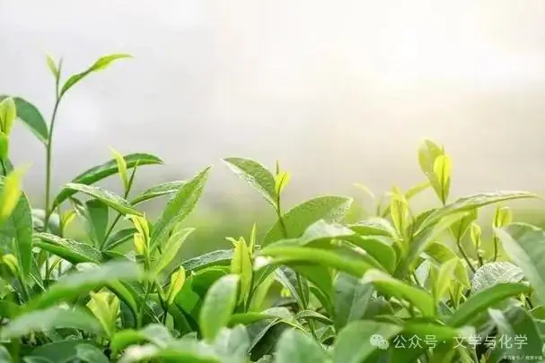高考化学抢分秘籍-秘籍17物质结构与性质-知识点 第44张 高考化学抢分秘籍-秘籍17物质结构与性质-知识点 第44张