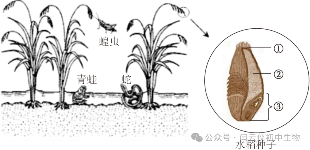 中考真题:2023年福建省中考生物试卷(后附答案) 第9张 中考真题:2023年福建省中考生物试卷(后附答案) 第9张