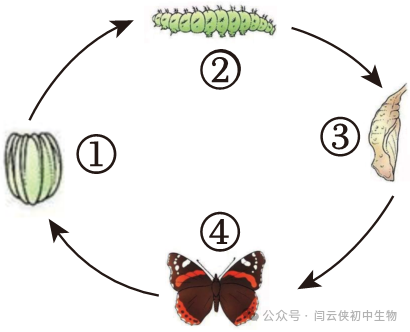 中考真题:2023年福建省中考生物试卷(后附答案) 第4张 中考真题:2023年福建省中考生物试卷(后附答案) 第4张
