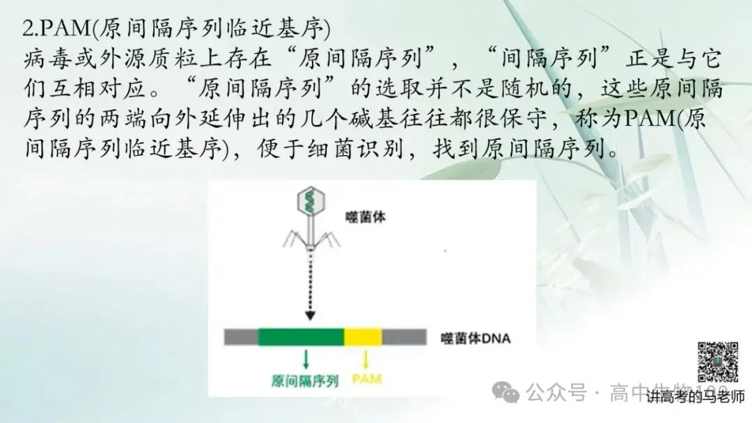 讲高考寻规律11:CRISPR/Cas9基因组编辑技术-第7张图片-四季读书网