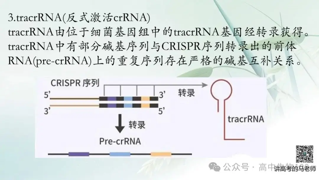 讲高考寻规律11:CRISPR/Cas9基因组编辑技术-第8张图片-四季读书网