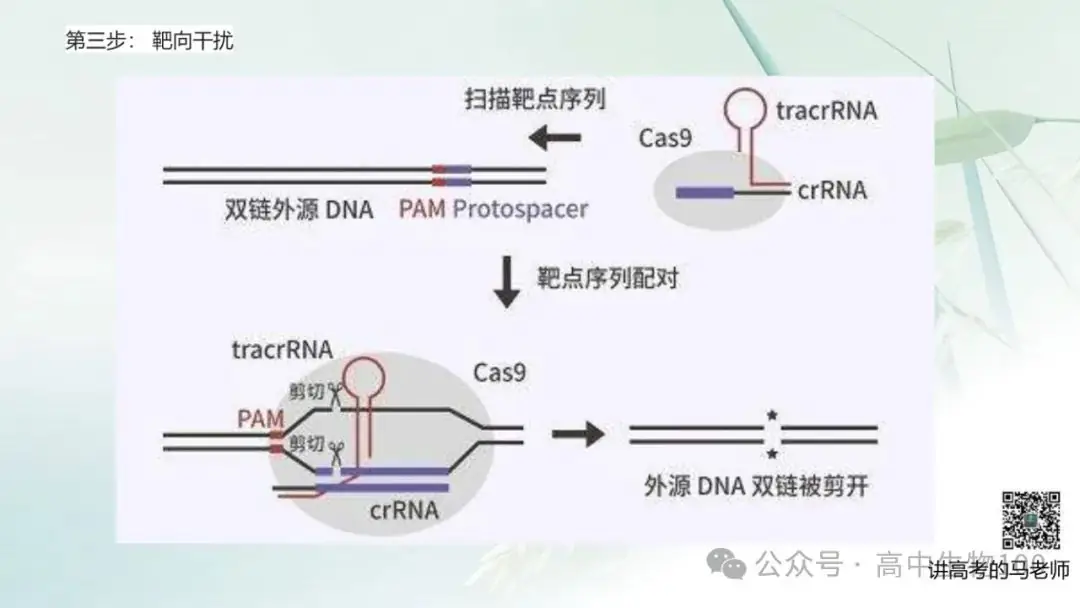 讲高考寻规律11:CRISPR/Cas9基因组编辑技术-第12张图片-四季读书网
