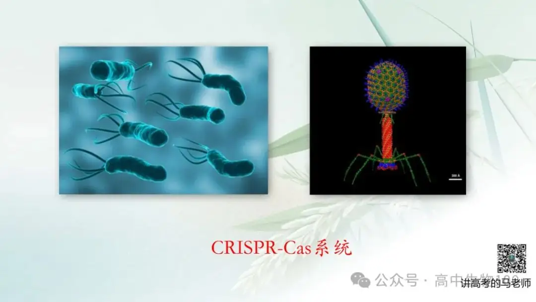 讲高考寻规律11:CRISPR/Cas9基因组编辑技术-第4张图片-四季读书网
