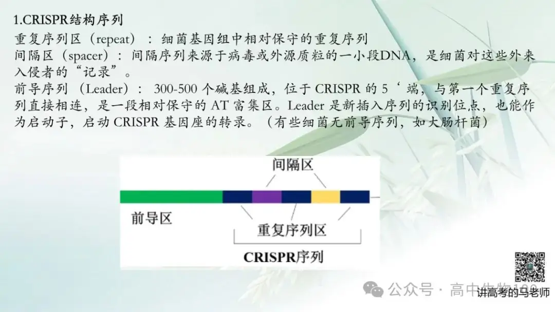 讲高考寻规律11:CRISPR/Cas9基因组编辑技术-第6张图片-四季读书网