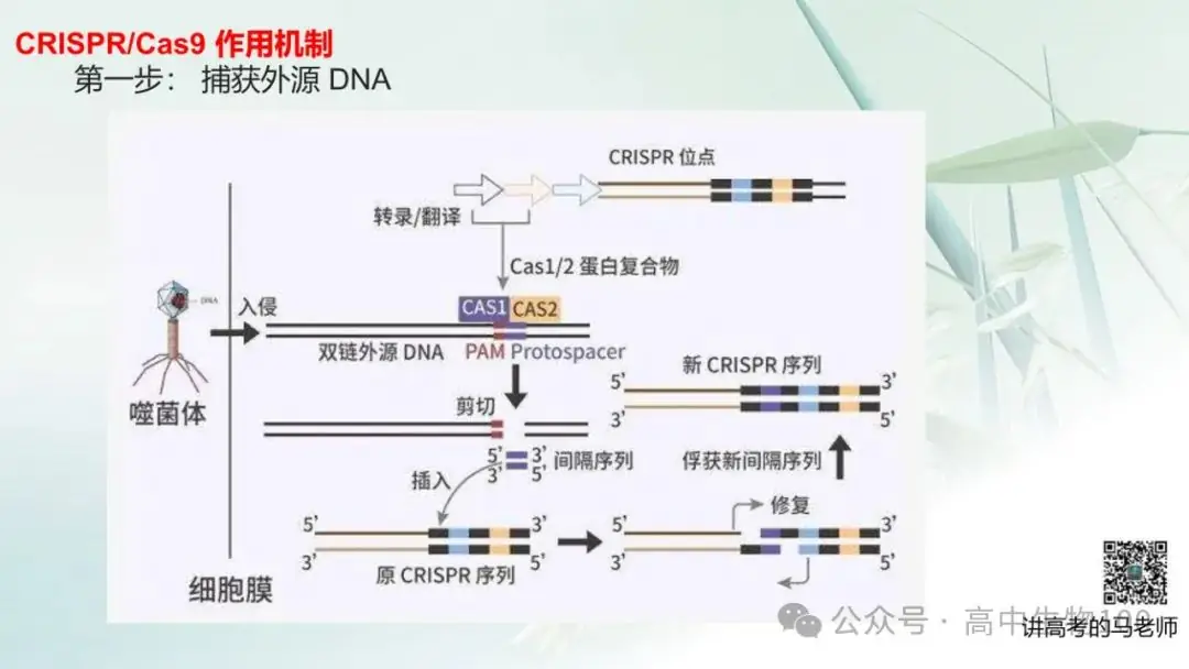 讲高考寻规律11:CRISPR/Cas9基因组编辑技术-第10张图片-四季读书网