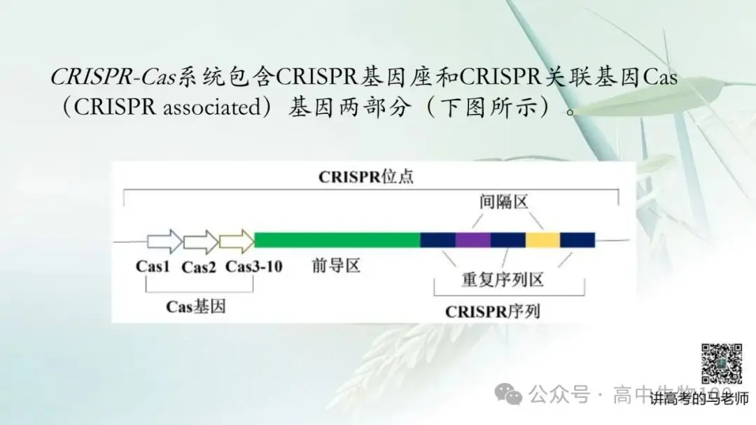 讲高考寻规律11:CRISPR/Cas9基因组编辑技术-第5张图片-四季读书网
