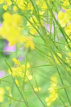 高考倒计时|如何无缝衔接海外留学-第12张图片-四季读书网