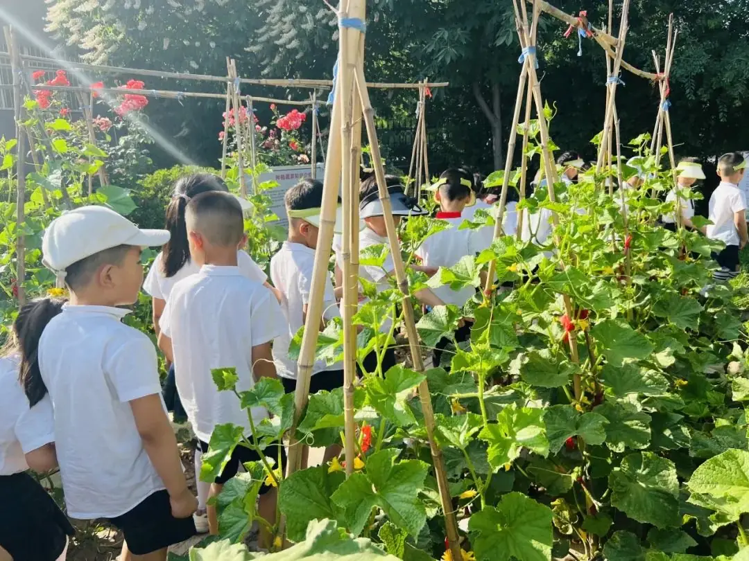 探秘小学  科学衔接——邰城幼儿园幼小衔接系列活动四 第33张