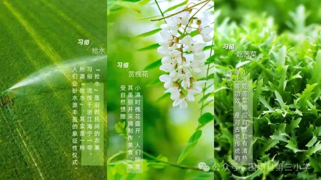 【闪光三小·德育课程】围场县第三小学二十四节气融合课程——小满 第10张 【闪光三小·德育课程】围场县第三小学二十四节气融合课程——小满 第10张