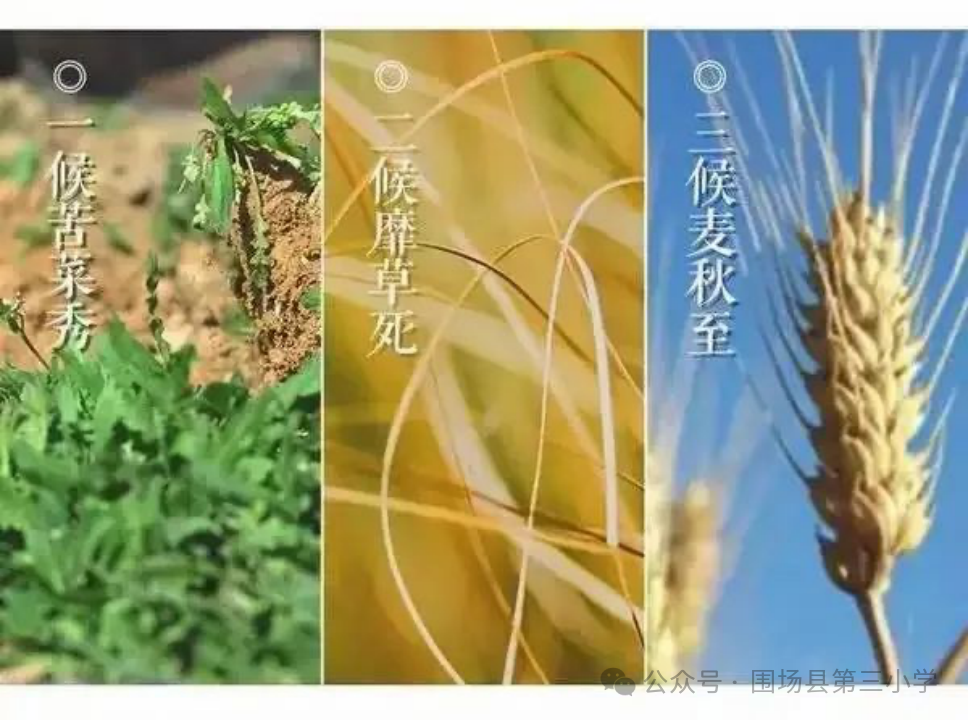 【闪光三小·德育课程】围场县第三小学二十四节气融合课程——小满 第6张 【闪光三小·德育课程】围场县第三小学二十四节气融合课程——小满 第6张