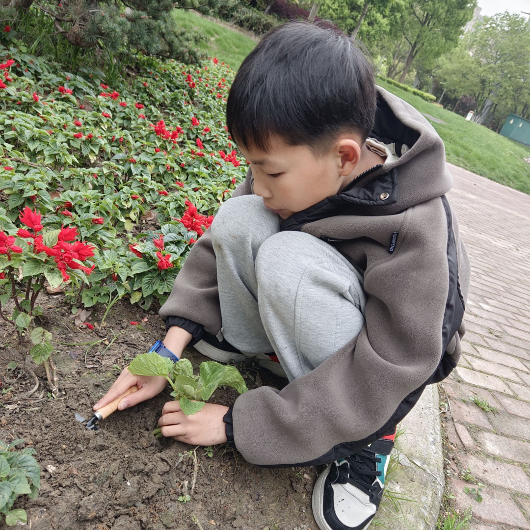 【实小教育集团·十里坊小学】“趣”当劳动者,“育”见劳动美 ——四年级劳动主题系列活动 第15张 【实小教育集团·十里坊小学】“趣”当劳动者,“育”见劳动美 ——四年级劳动主题系列活动 第15张