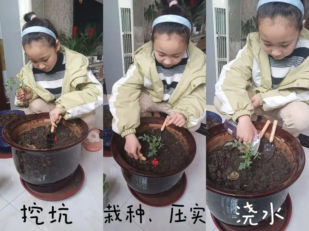 【实小教育集团·十里坊小学】“趣”当劳动者,“育”见劳动美 ——四年级劳动主题系列活动 第12张 【实小教育集团·十里坊小学】“趣”当劳动者,“育”见劳动美 ——四年级劳动主题系列活动 第12张