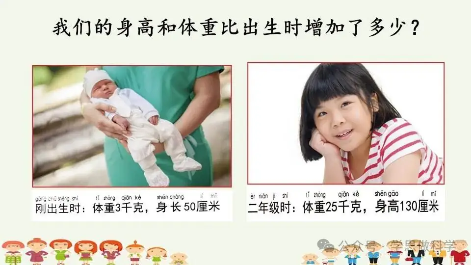 2.5发现生长(小学科学教科版二年级下册课件) 第7张 2.5发现生长(小学科学教科版二年级下册课件) 第7张