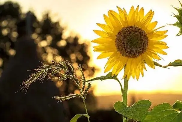 中考脚步渐近,如何在最后一个月实现逆袭? 第5张 中考脚步渐近,如何在最后一个月实现逆袭? 第5张