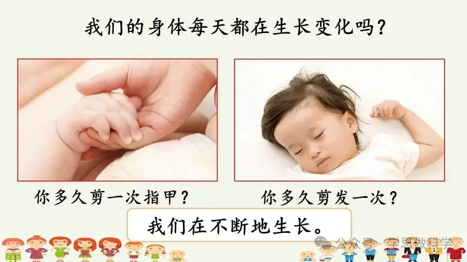 2.5发现生长(小学科学教科版二年级下册课件) 第11张 2.5发现生长(小学科学教科版二年级下册课件) 第11张