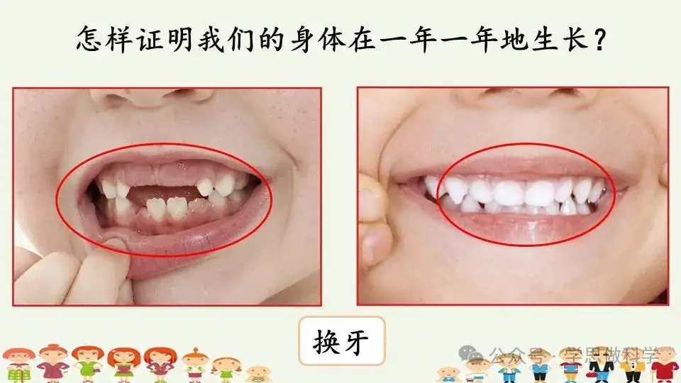 2.5发现生长(小学科学教科版二年级下册课件) 第9张 2.5发现生长(小学科学教科版二年级下册课件) 第9张