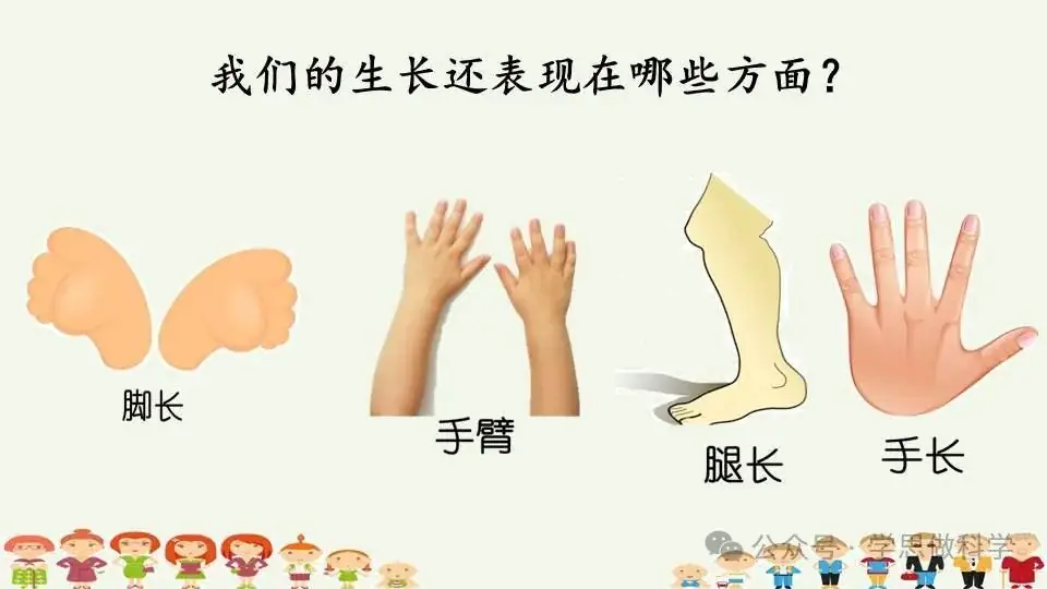 2.5发现生长(小学科学教科版二年级下册课件) 第10张 2.5发现生长(小学科学教科版二年级下册课件) 第10张