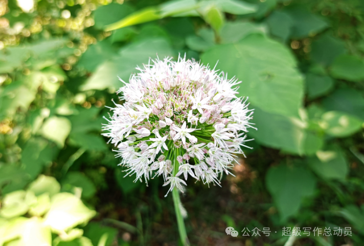 小学语文下册期中监测质量分析(三年级) 第2张 小学语文下册期中监测质量分析(三年级) 第2张